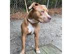 Tiera, American Pit Bull Terrier For Adoption In Washington