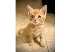 Orange Creamsicle, Domestic Shorthair For Adoption In Greensboro, North Carolina