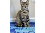 Prissy, Domestic Shorthair For Adoption In Tuscaloosa, Alabama