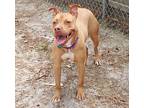 Stella, American Staffordshire Terrier For Adoption In Forked River, New Jersey