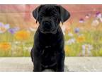 Cane Corso Puppy for sale in Bloomington, IN, USA