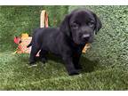 Labrador Retriever Puppy for sale in Bloomington, IN, USA