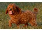 Cavapoo Puppy for sale in Fort Wayne, IN, USA