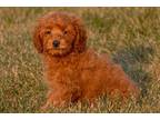 Cavapoo Puppy for sale in Fort Wayne, IN, USA