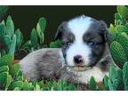 Miniature Australian Shepherd Puppy for sale in College Station, TX, USA