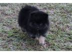 Pomeranian Puppy for sale in Tulsa, OK, USA