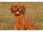 Cavapoo Puppy for sale in Fort Wayne, IN, USA