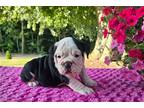 Bulldog Puppy for sale in Canton, OH, USA