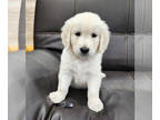 English Cream Golden Retriever PUPPY FOR SALE ADN-823983 - Cream Golden