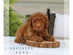 Goldendoodle (Miniature) PUPPY FOR SALE ADN-823981 - f1bb Mini Goldendoodle