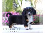 Dachshund PUPPY FOR SALE ADN-823966 - ACA long haired Mini Dachshund