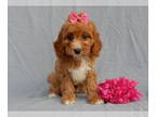 Cavapoo PUPPY FOR SALE ADN-823908 - Willow