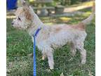 Bucky, Cairn Terrier For Adoption In Locust Fork, Alabama