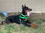 Drey, Doberman Pinscher For Adoption In Arlington, Virginia