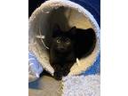 Boo, Domestic Shorthair For Adoption In Colmar, Pennsylvania