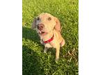 Troy, Labrador Retriever For Adoption In Summit, New Jersey