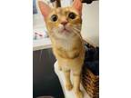 Toffee, Domestic Shorthair For Adoption In Newport, Kentucky