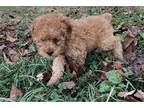 Mutt Puppy for sale in Battle Creek, MI, USA