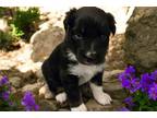 Australian Shepherd Puppy for sale in Tyler, TX, USA