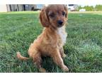 Cavapoo Puppy for sale in Battle Creek, MI, USA