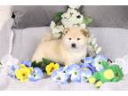 Shiba Inu Puppy for sale in Joplin, MO, USA