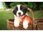 Mutt Puppy for sale in South Bend, IN, USA