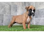 Boxer Puppy for sale in Fort Wayne, IN, USA