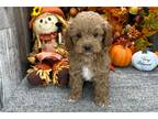 Cavapoo Puppy for sale in Fort Wayne, IN, USA