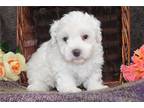 Maltipoo Puppy for sale in Mansfield, OH, USA