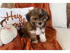 Shih Tzu Puppy for sale in South Bend, IN, USA