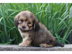 Cavachon Puppy for sale in Cambridge, OH, USA