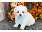 Maltese Puppy for sale in Fort Wayne, IN, USA