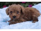 Mutt Puppy for sale in Kirksville, MO, USA