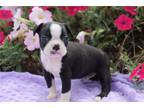 Boston Terrier Puppy for sale in Kirksville, MO, USA