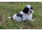 Shih Tzu Puppy for sale in Fort Wayne, IN, USA