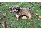 Shih-Poo Puppy for sale in Battle Creek, MI, USA