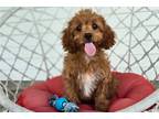 Cavapoo Puppy for sale in South Bend, IN, USA