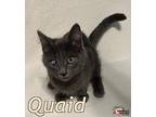 Quaid, Russian Blue For Adoption In Douglasville, Georgia