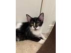 Annie Sy, Domestic Shorthair For Adoption In Chandler, Arizona