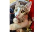 Blayze, Domestic Shorthair For Adoption In Fond Du Lac, Wisconsin