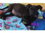 Kira, Labrador Retriever For Adoption In Calexico, California