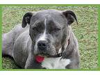 Samadhi, American Pit Bull Terrier For Adoption In Amherst, Massachusetts