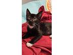 Justice, Domestic Shorthair For Adoption In Youngsville, North Carolina