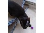 Mello, Domestic Shorthair For Adoption In Lombard, Illinois