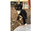 Mardi Gras Marie - Desert Litter, Domestic Shorthair For Adoption In Phoenix