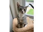 Mira, Domestic Shorthair For Adoption In Hampton, Virginia