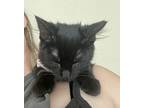 Yzma, Domestic Shorthair For Adoption In Davis, California