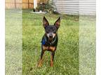 Miniature Pinscher Mix DOG FOR ADOPTION RGADN-1175123 - Toby Roby - Miniature