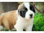 Mutt Puppy for sale in South Bend, IN, USA