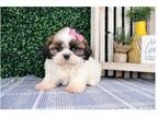 Shih Tzu Puppy for sale in Springfield, MO, USA